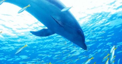 イルカのティーバッグというプレゼントにも喜ばれるこの逸品