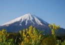 富士山麓に別荘を構える