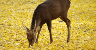 日本にいながらにして、味わえるフランスはジビエの季節・・・山鳩、雉などの鳥から子イノシシ、鹿などをいただきましょう。 日本にいながらにして、味わえるフランスはジビエの季節・・・山鳩、雉などの鳥から子イノシシ、鹿などをいただきましょう。