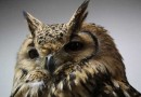 山にいるべき鳥がカフェに・・・梟と触れ合える場所、フクロウカフェ。