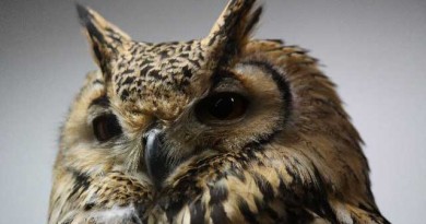 山にいるべき鳥がカフェに・・・梟と触れ合える場所、フクロウカフェ。