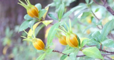 医食同源・・・疲れた身体に漢方のハーブティーで安らぎのひと時を「KAGAE」