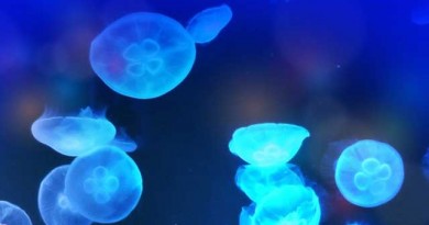 ソラマチにあるすみだ水族館の年間パスポートは、とてもリーズナブル。ちょっとクラゲを見ているだけでも心が落ち着く・・・ ソラマチにあるすみだ水族館の年間パスポートは、とてもリーズナブル。ちょっとクラゲを見ているだけでも心が落ち着く・・・