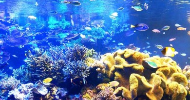 スタイリッシュなお部屋にデザインアクアリウム。全てはプロにお任せ。 スタイリッシュなお部屋にデザインアクアリウム。全てはプロにお任せ。