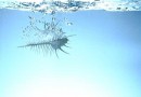 タラソテラピーは、フランスマダムになった気分・・・海からの海洋成分でリジュビネーション。