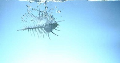 タラソテラピーは、フランスマダムになった気分・・・海からの海洋成分でリジュビネーション。 タラソテラピーは、フランスマダムになった気分・・・海からの海洋成分でリジュビネーション。