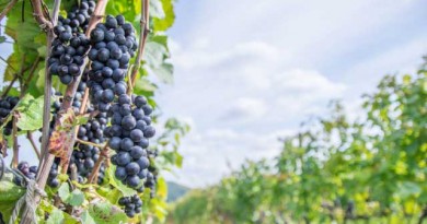 知っておきたい、ビオワインの基礎知識。 知っておきたい、ビオワインの基礎知識。