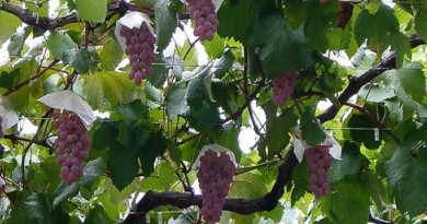 世界が認めた本物の味、アルガブランカ・イセハラを知る。