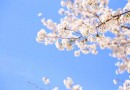 桜のシーズン到来。ラグジュアリーな空間で愛でる・・・これぞリュクスです。