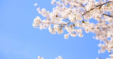 桜のシーズン到来。ラグジュアリーな空間で愛でる・・・これぞリュクスです。 桜のシーズン到来。ラグジュアリーな空間で愛でる・・・これぞリュクスです。