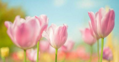 ラグーナテンボスに一泊で出かける・・・それでもまだまだやりきれないほどの場所