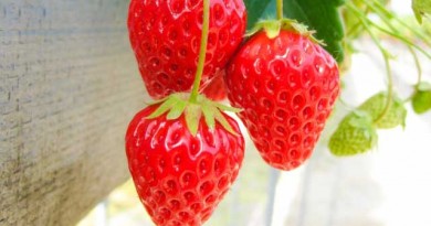 残留農薬ゼロのこだわり　練乳いらずのいちご狩り