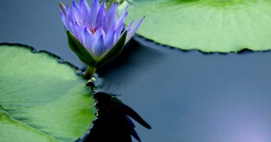 あなたもこの不思議なロータスリーフペインティングをアートセラピーの一環で行いませんか？