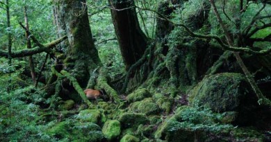 楽園のオーベルジュでたっぷり癒される休日「Sankara Hotel&Spa屋久島」