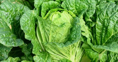 畑に出よう！ブームだけでは終わらない理由があります。