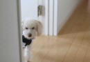 愛犬と一緒に神戸の一流レストランでランチは如何？