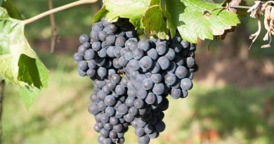 ドイツワインを知るならここから!ドイツを知れる4本はコレ! ドイツワインを知るならここから!ドイツを知れる4本はコレ!