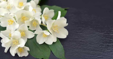 母の日の贈り物に皇室より伝わる香り「久邇香水」 母の日の贈り物に皇室より伝わる香り「久邇香水」