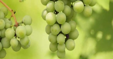 ワイン初心者の基礎知識〜ワイン用ぶどうと生食用のぶどうがあるんです ワイン初心者の基礎知識〜ワイン用ぶどうと生食用のぶどうがあるんです