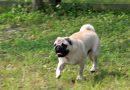 自然のなかで愛犬と過ごすロイヤルスイート・ヴィラ「別邸COCORO」