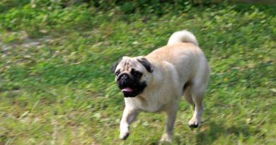 自然のなかで愛犬と過ごすロイヤルスイート・ヴィラ「別邸COCORO」 自然のなかで愛犬と過ごすロイヤルスイート・ヴィラ「別邸COCORO」