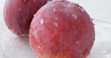 これが、すもも？　すももの女王『貴陽』