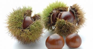 もう、剥きづらいとは言わせない「ぽろたん」