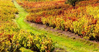 今のうちにおさらい。ボジョレー・ヌーヴォーってそもそも何だ!? 今のうちにおさらい。ボジョレー・ヌーヴォーってそもそも何だ!?