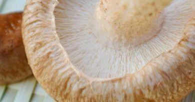 お米だけではない、魚沼産の絶品椎茸「天恵菇(てんけいこ)」 お米だけではない、魚沼産の絶品椎茸「天恵菇(てんけいこ)」