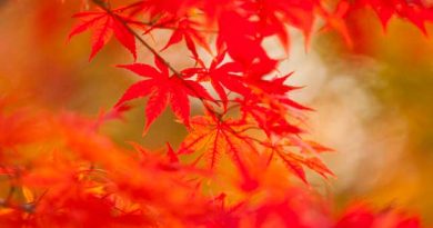 紅葉と牡蠣を愉しむ広島の旅 紅葉と牡蠣を愉しむ広島の旅