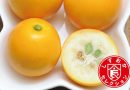 メロンより甘い！？金柑界のホープ「こん太」