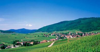 斜面の上こそブドウ栽培の聖地!?ワイン造りとブドウ栽培の関係とは 斜面の上こそブドウ栽培の聖地!?ワイン造りとブドウ栽培の関係とは