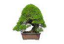 盆栽に興味を持ったら訪れたい場所、「春花園BONSAI美術館」