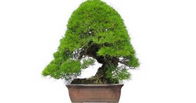 盆栽に興味を持ったら訪れたい場所、「春花園BONSAI美術館」